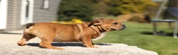 French Bulldog dogs for sale: Olive – Fawn Brindle/White - Ad 3
