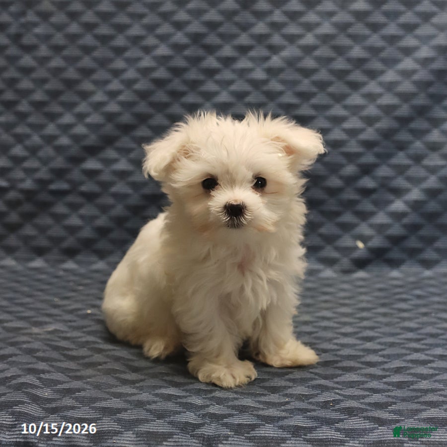 Maltese dogs Rosie - Ad 1
