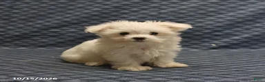 Rosie