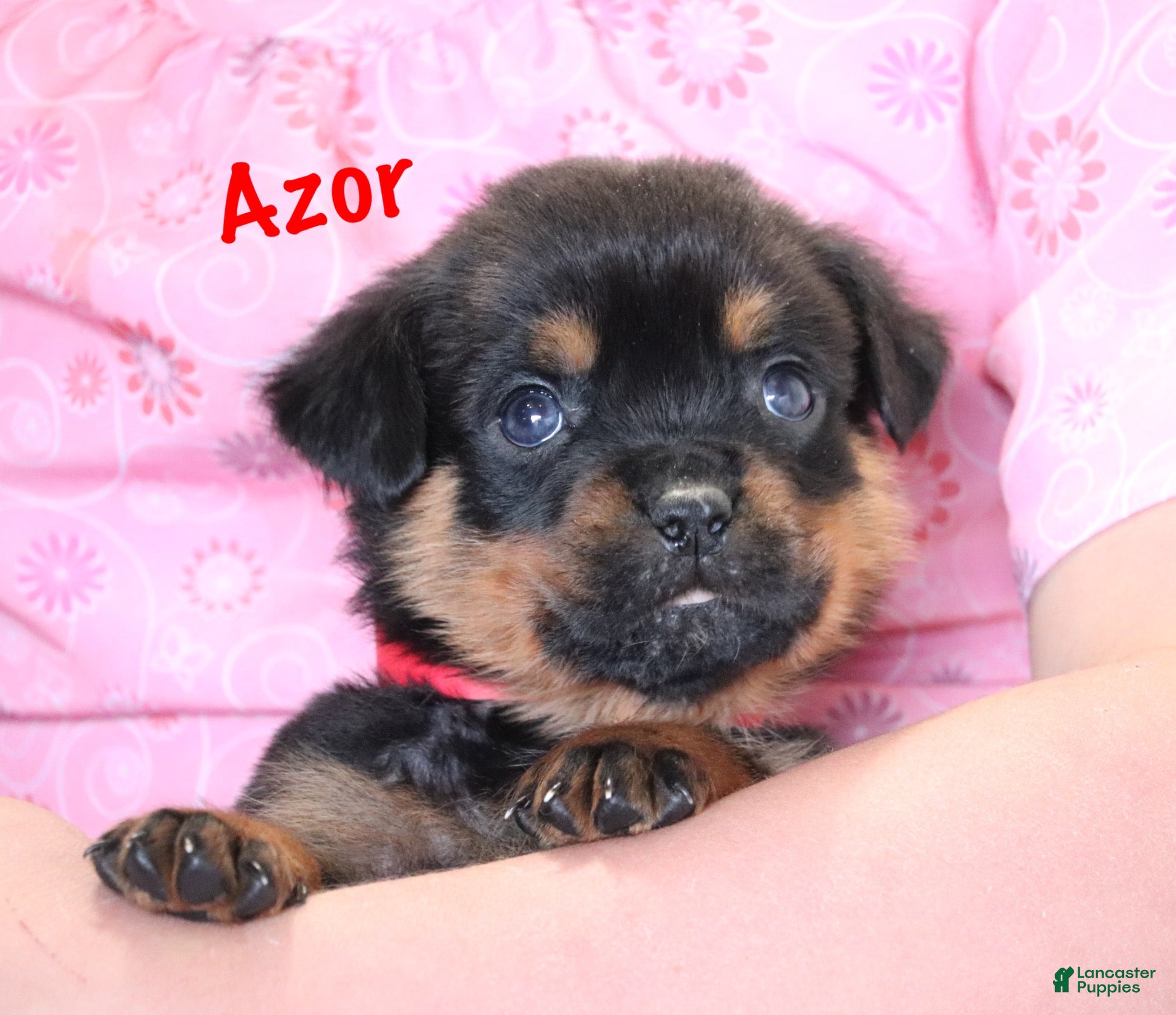Rottweiler dogs Azor  - Ad 1
