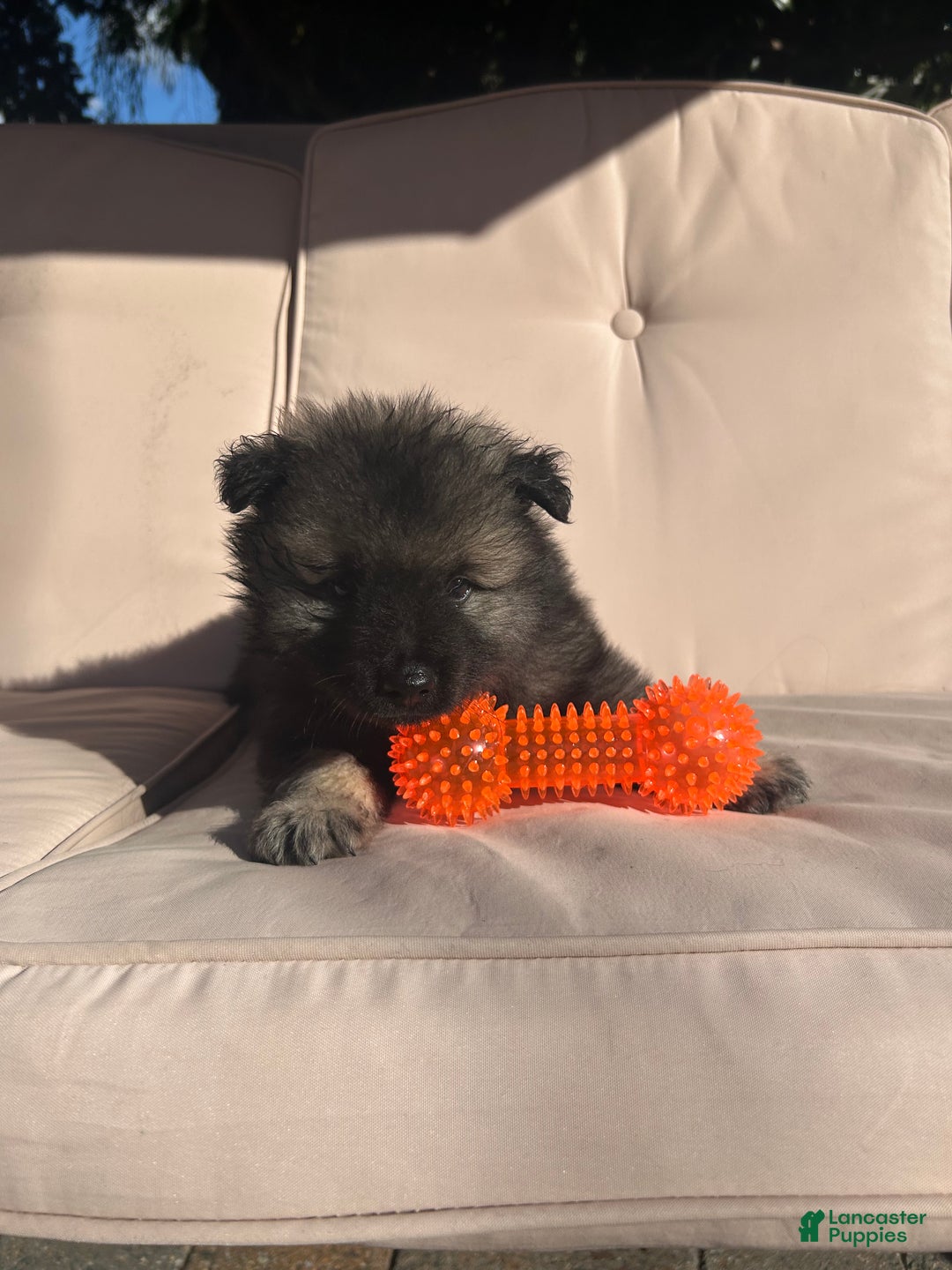 Keeshond dogs for sale: Richi - Ad 7