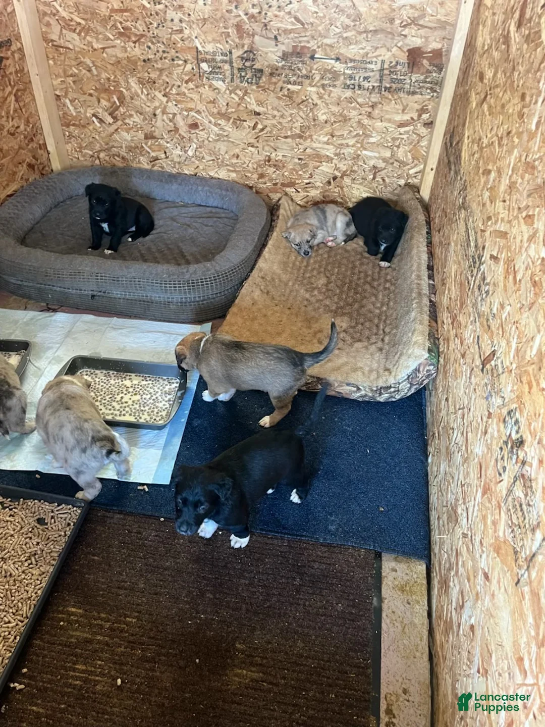 Mixed Breed dogs for sale: Mixed Breed Puppy 2 - Ad 12