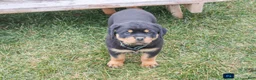 Rottweiler dogs for sale: Fern - Ad 3