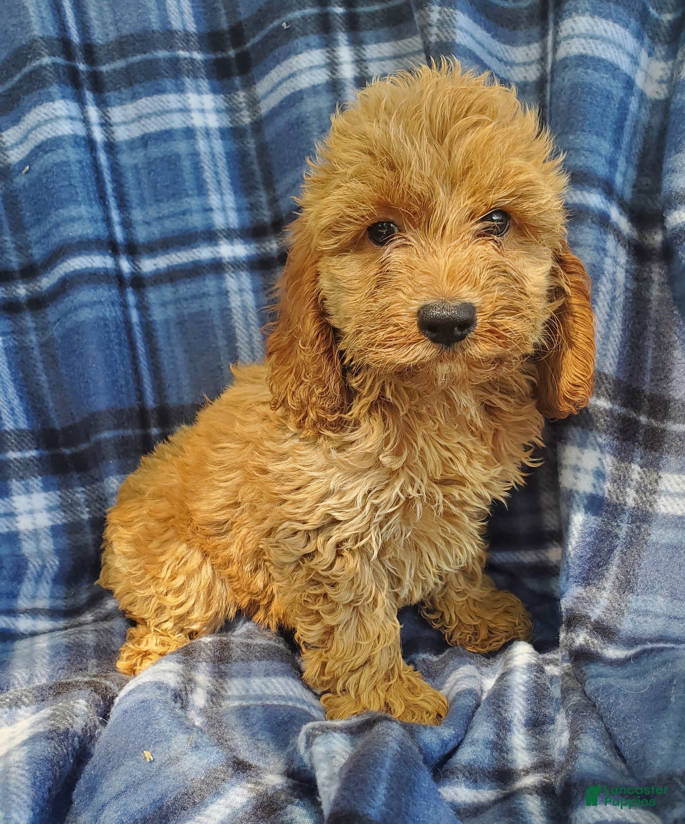 Cockapoo dogs Axel - Ad 1