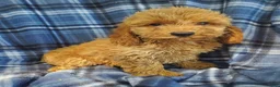 Cockapoo dogs for sale: Axel - Ad 3