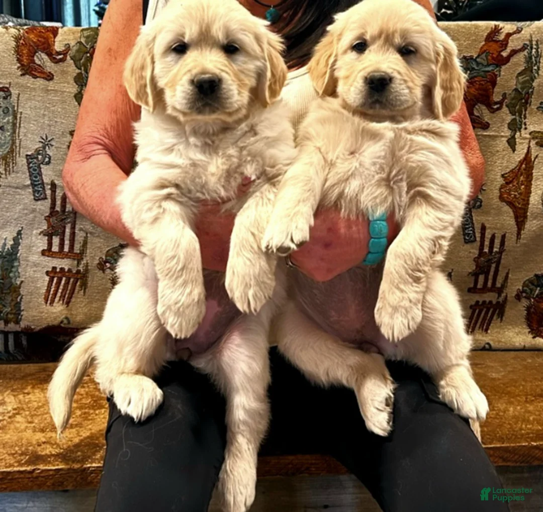 Golden Retriever dogs for sale: Sunny - Ad 3