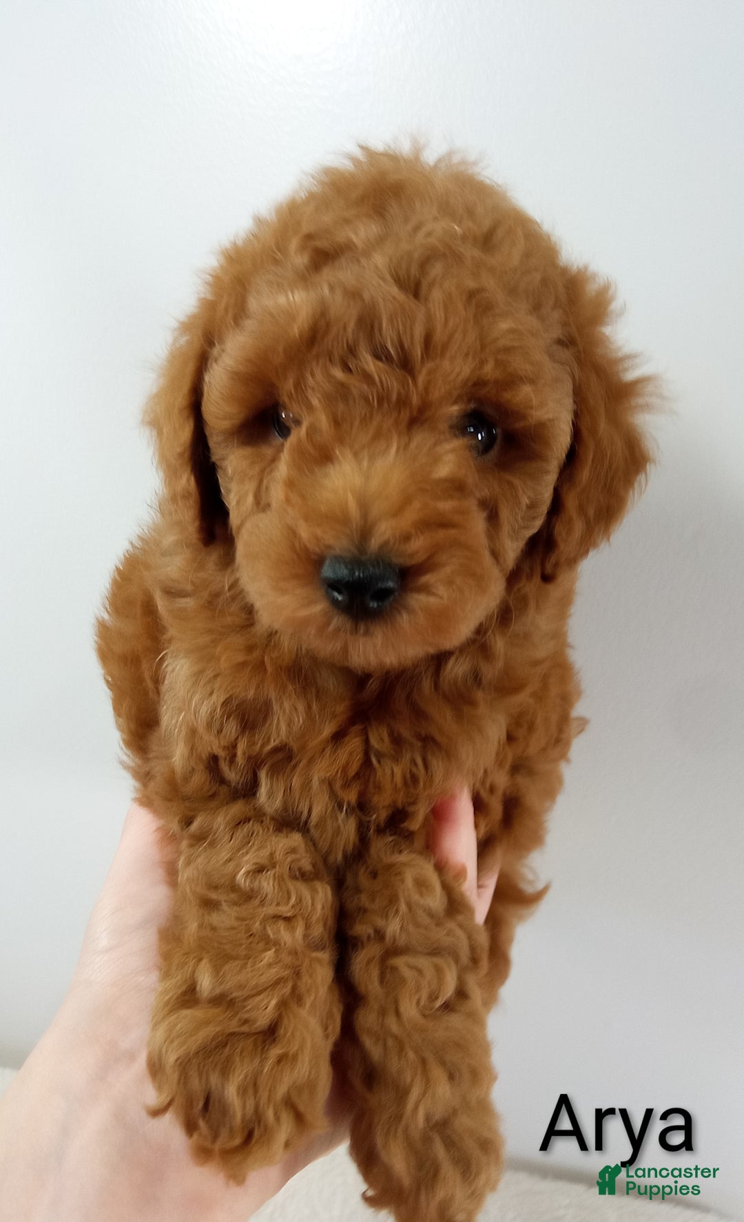 Toy Poodle dogs for sale: Arya - AKC  - Ad 2