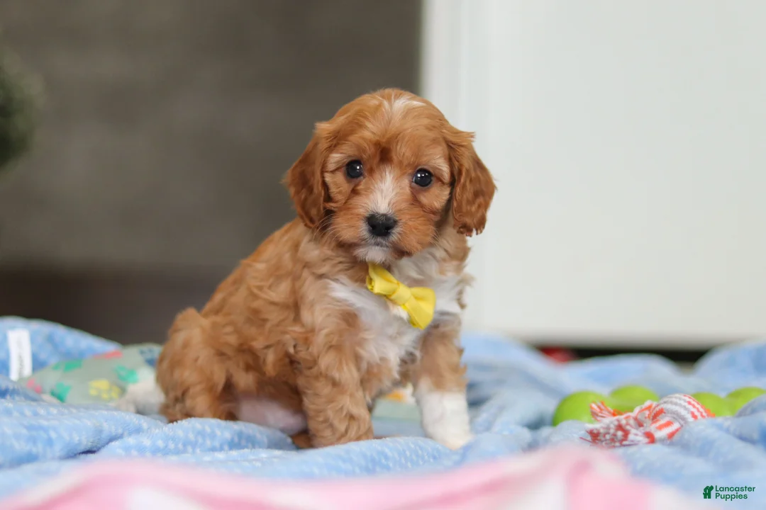 Cavapoo dogs for sale: Max - Ad 6