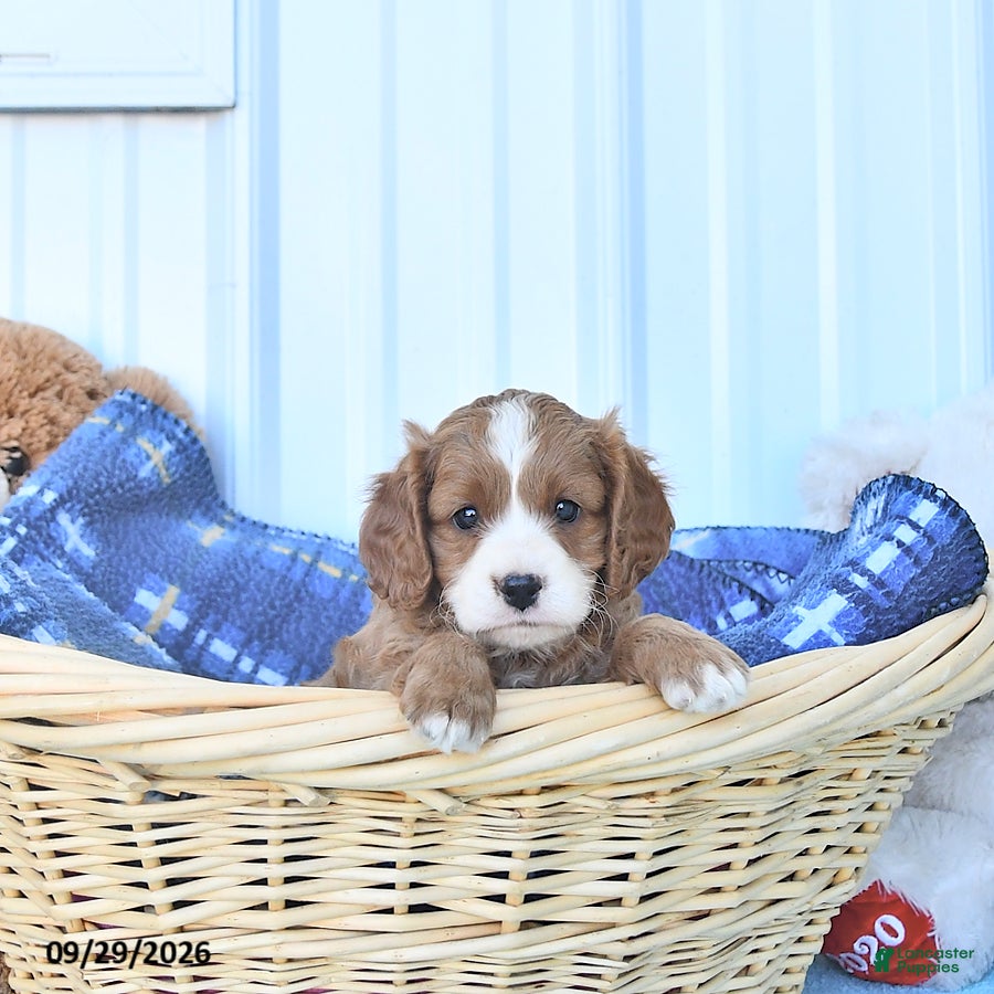 Cavapoo dogs Bingo - Ad 1