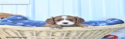 Cavapoo dogs for sale: Bingo - Ad 1