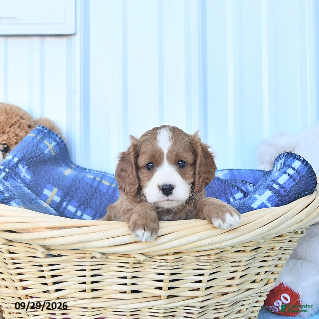 Cavapoo dogs for sale: Bingo - Ad 1