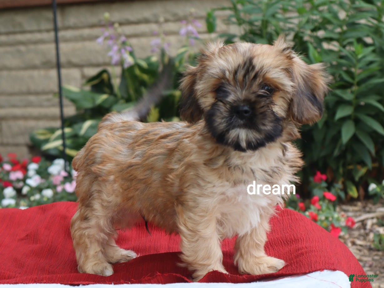 Mixed Breed dogs Nash - Ad 2