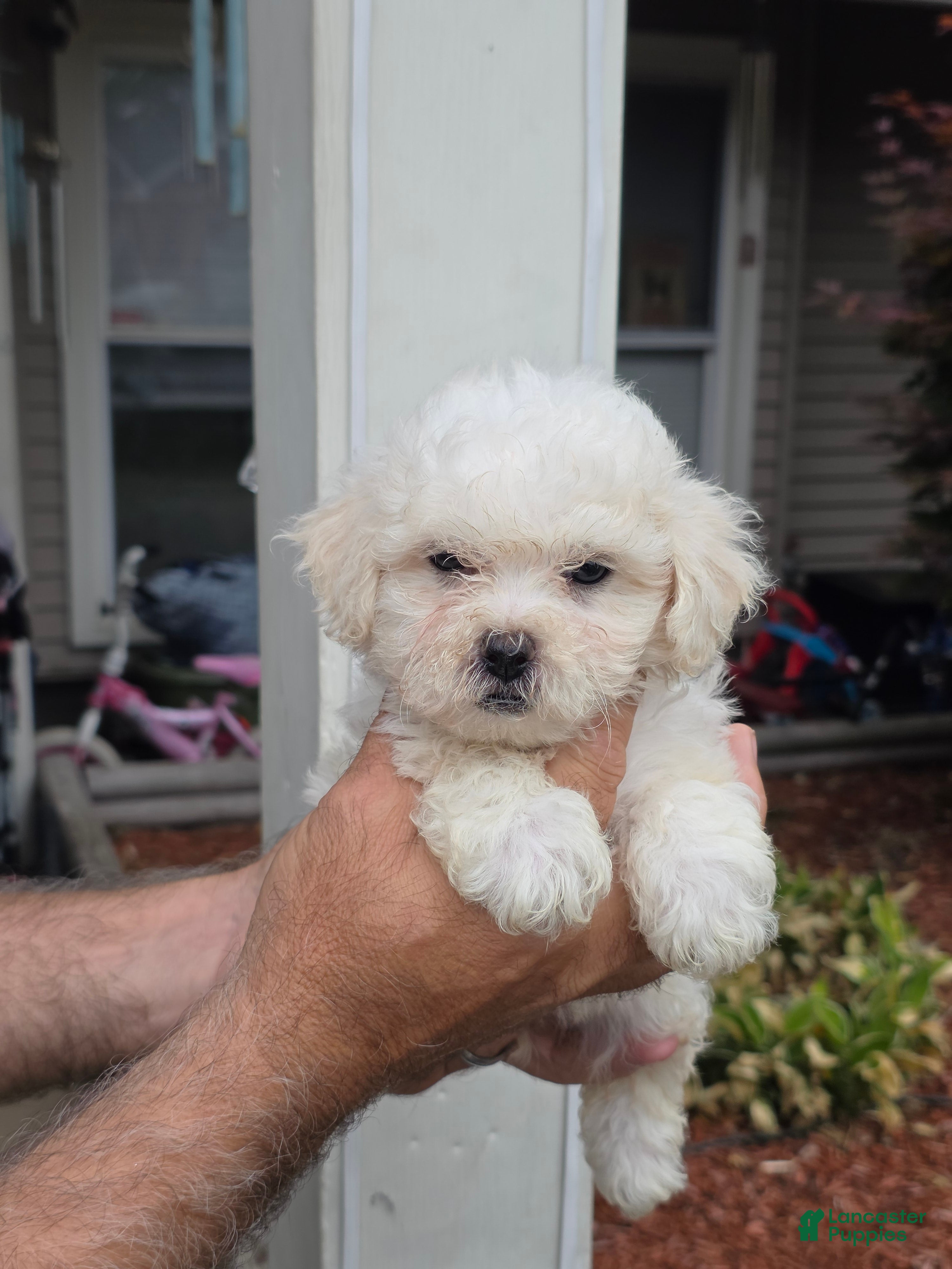 Maltipoo dogs Maggie  - Ad 1