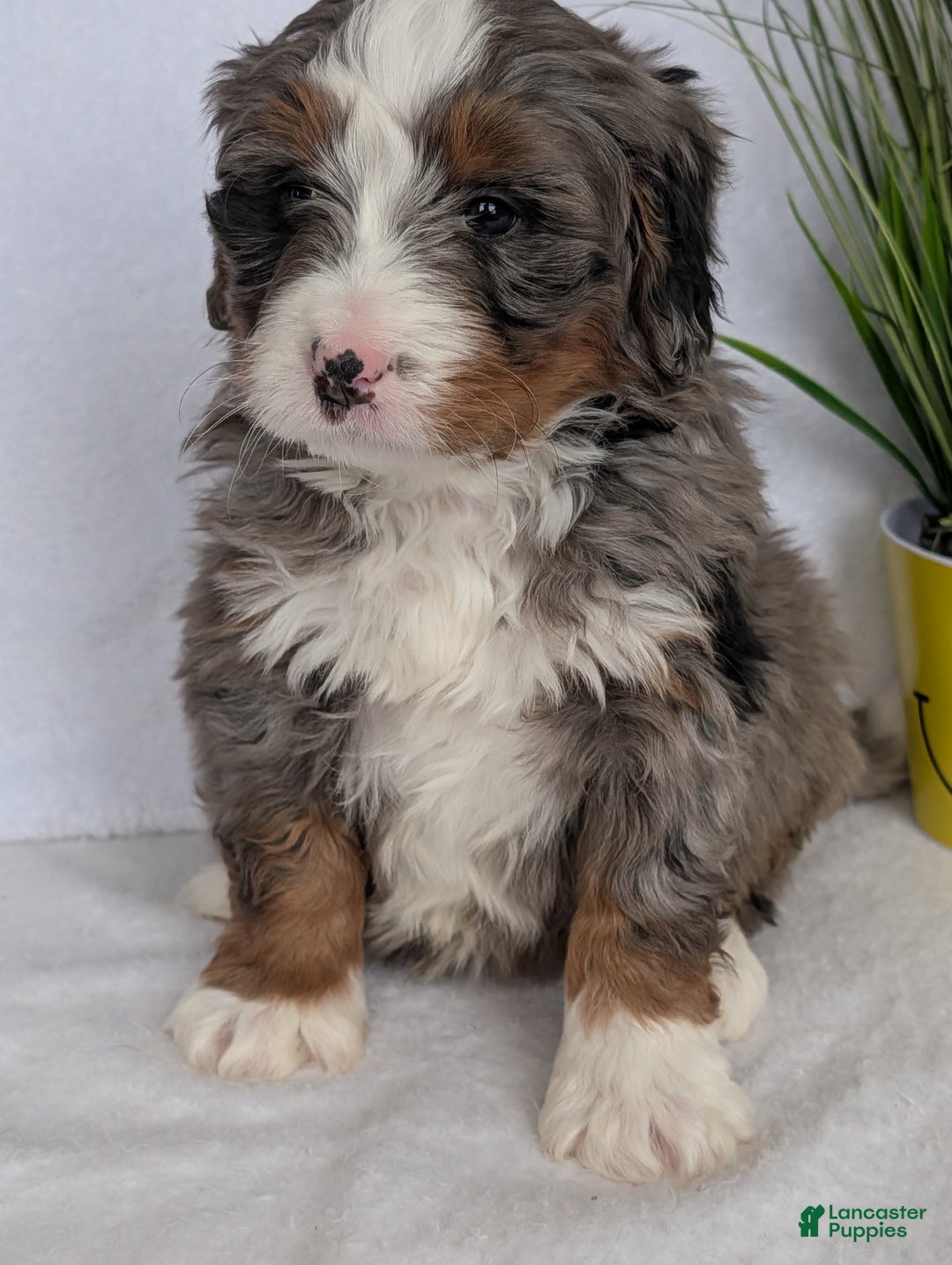 Mini Bernedoodle dogs for sale: Mini Nemo  - Ad 8