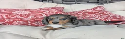 Dachshund dogs for sale: Dachshund 3 - Ad 1