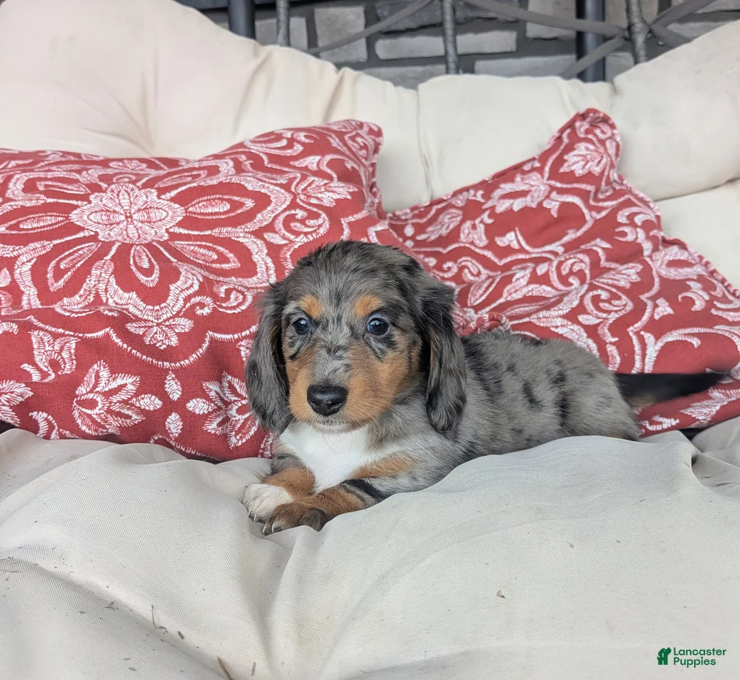 Dachshund dogs for sale: Dachshund 3 - Ad 1