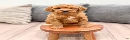 Labradoodle dogs for sale: Jester - Ad 2