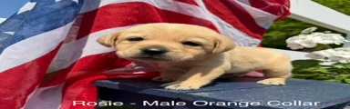 Labrador Retriever Male 2