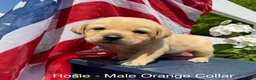 Labrador Retriever dogs for sale: Labrador Retriever Male 2 - Ad 1