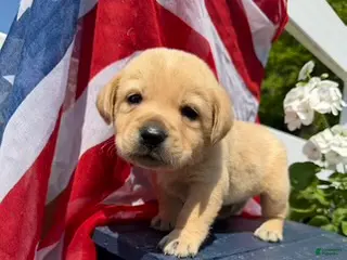 Labrador Retriever dogs Labrador Retriever Male 2 - Ad 14