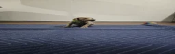 Doberman Pinscher dogs for sale: Doberman Pinscher 1 - Ad 3