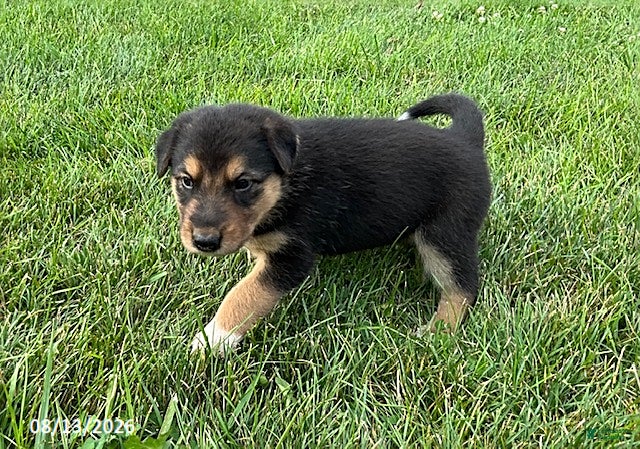Mixed Breed dogs Quinn - Ad 2