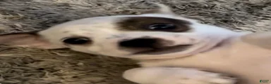 Chihuahua 3