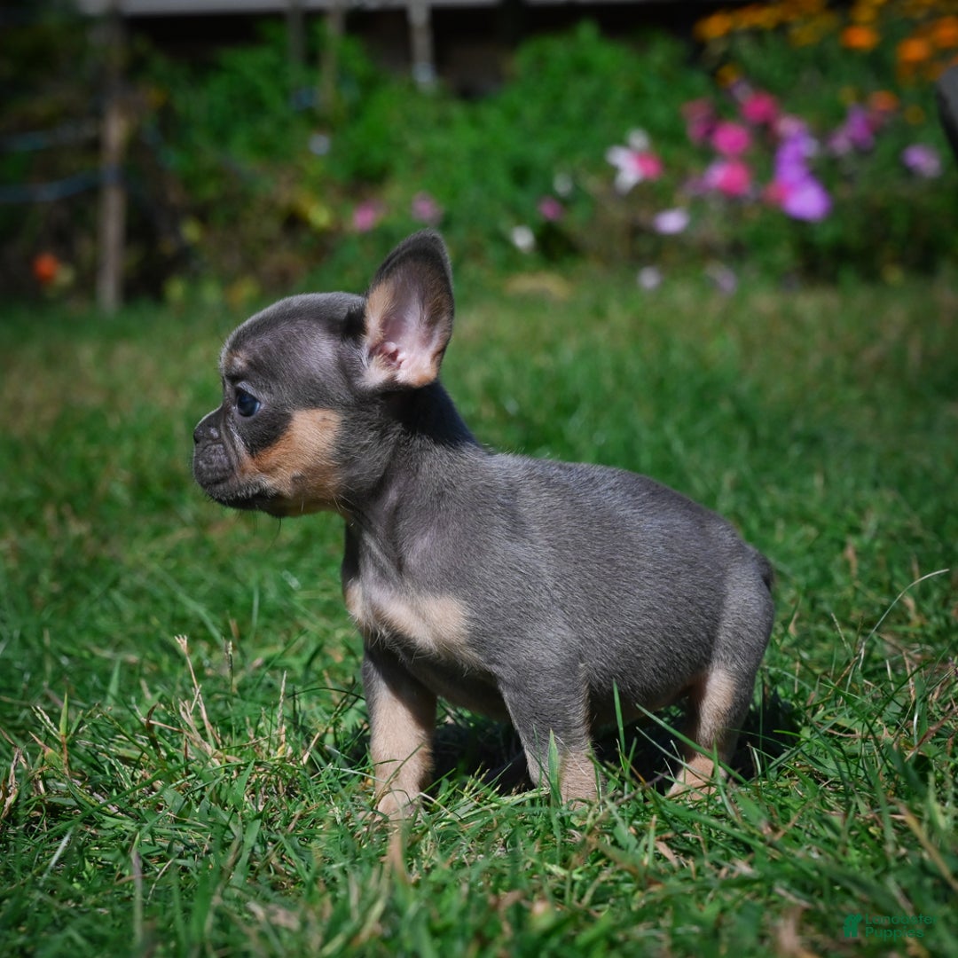 French Bulldog dogs for sale: Carrissa - Ad 9