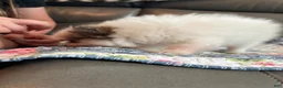 Pomeranian dogs for sale: Jasmine - Ad 12