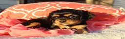 Cavalier King Charles Spaniel dogs for sale: Luna - Ad 3