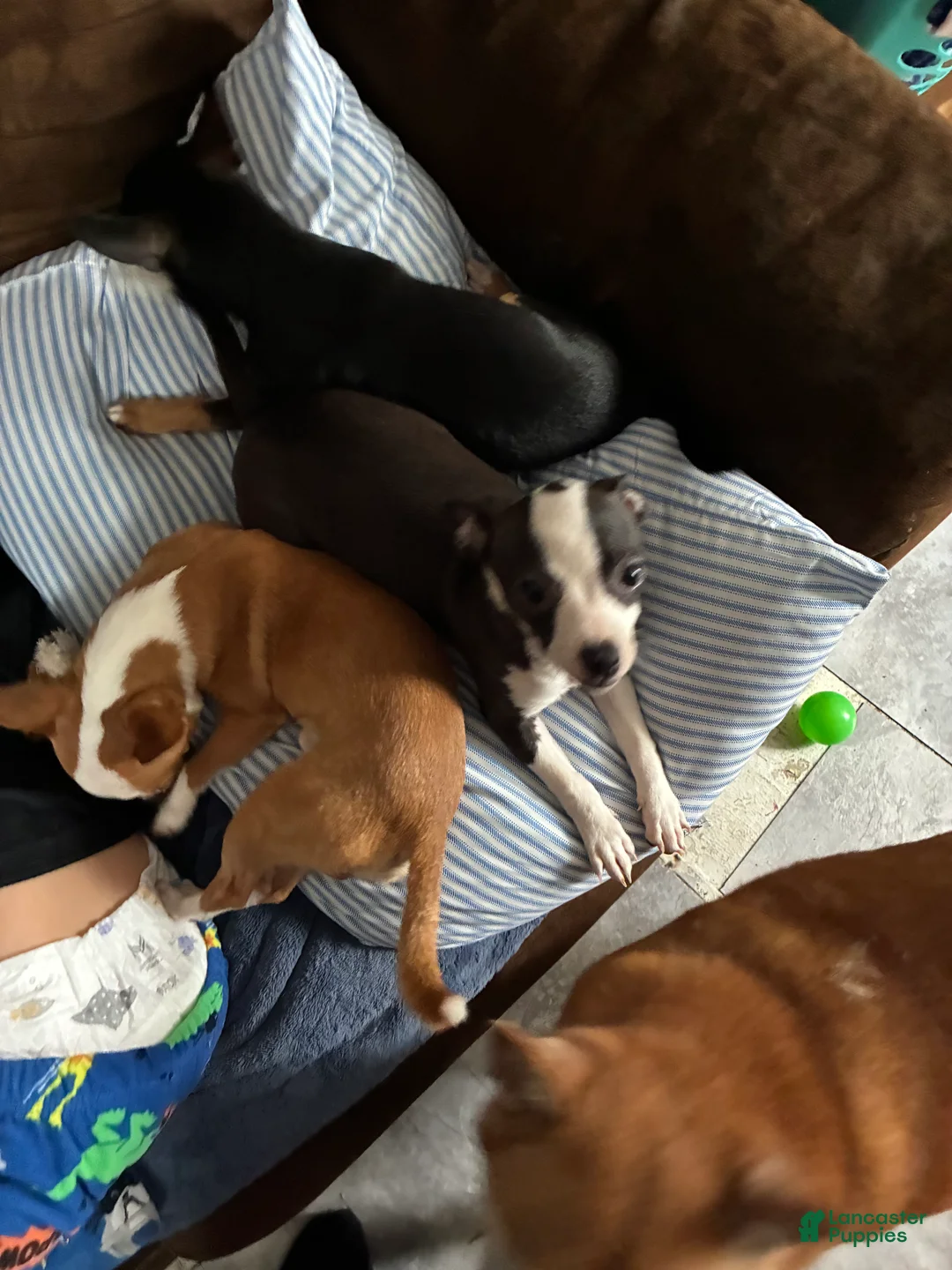 Chihuahua dogs for sale: Chihuahua Puppy 2 - Ad 6