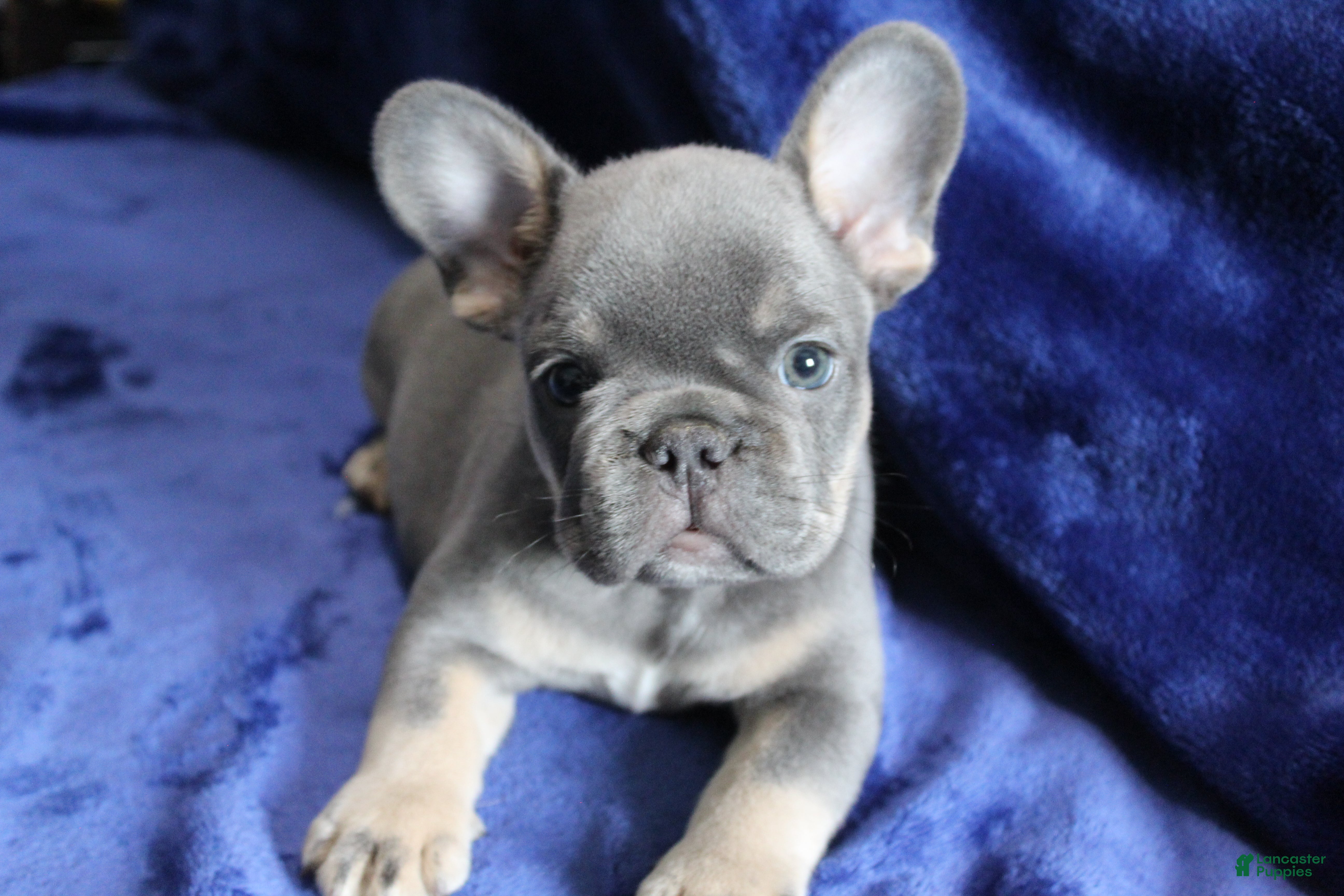 French Bulldog dogs Green_M_2026 - Ad 1