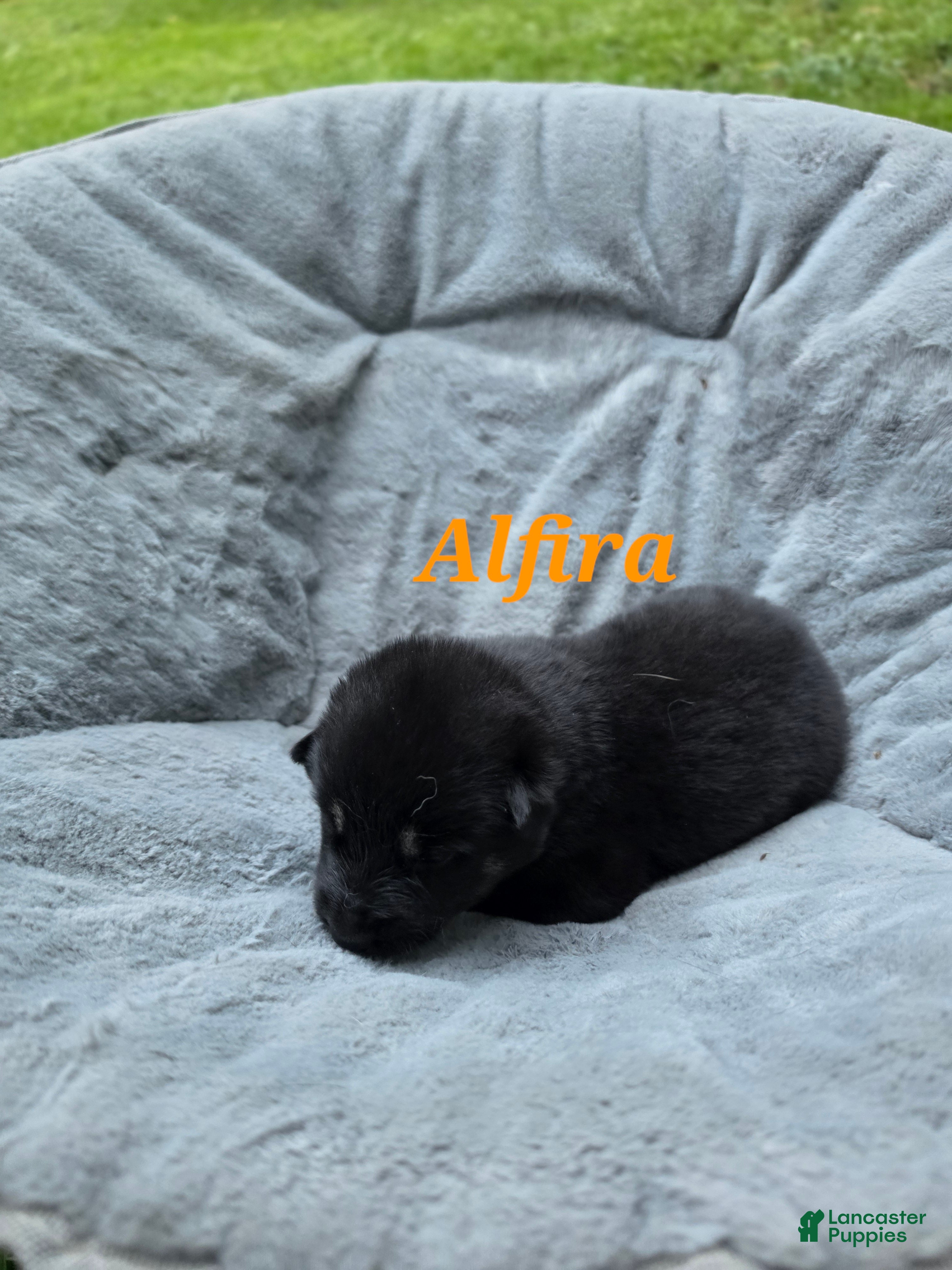 Gerberian Shepsky dogs for sale: Alfira  - Ad 2
