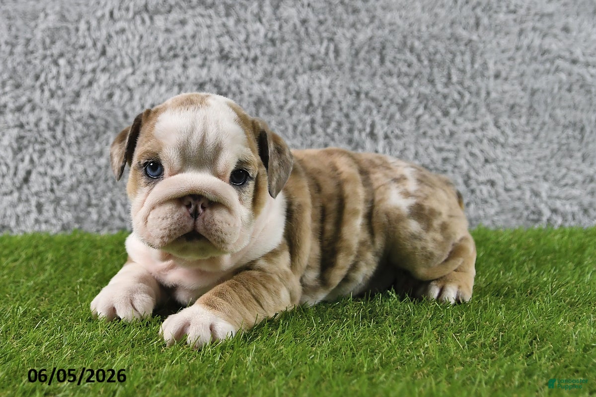 English Bulldog dogs Mindy - Ad 2