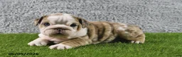English Bulldog dogs for sale: Mindy - Ad 2