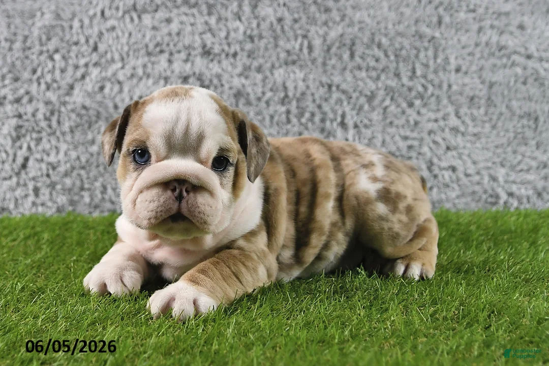 English Bulldog dogs for sale: Mindy - Ad 2