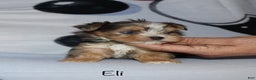Yorkshire Terrier dogs for sale: Eli - blue merle parti - Ad 7
