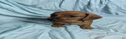 Miniature Dachshund dogs for sale: Todd - Ad 3