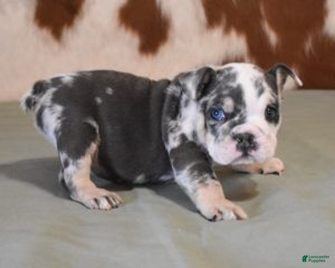 English Bulldog dogs for sale: TINA - Ad 6