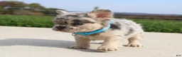 French Bulldog dogs for sale: Bruno - Ad 8