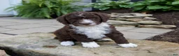 Mixed Breed dogs for sale: Flare - Ad 4