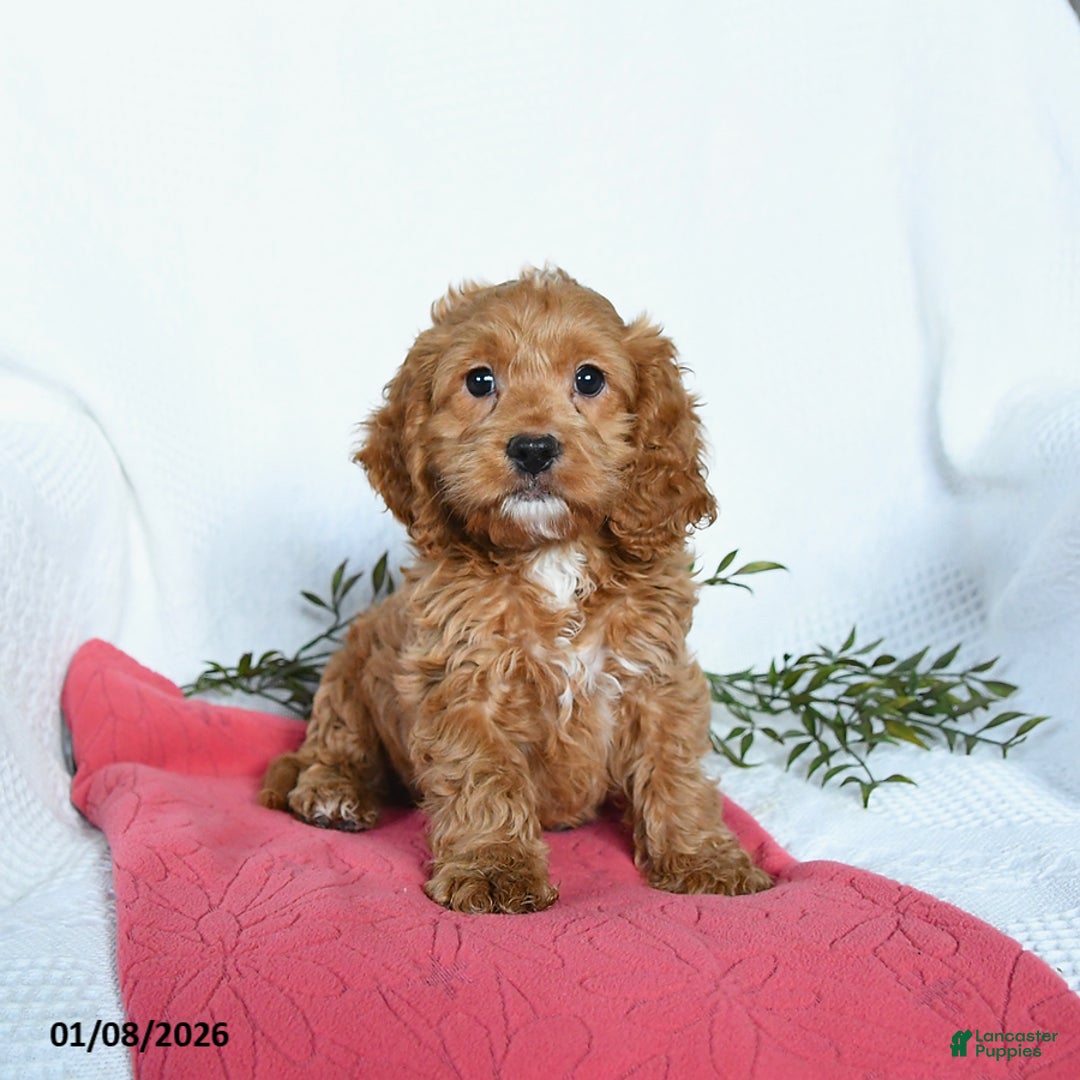 Cockapoo dogs for sale: Otto - Ad 2