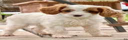 Cavapoo dogs for sale: Casper  - Ad 11