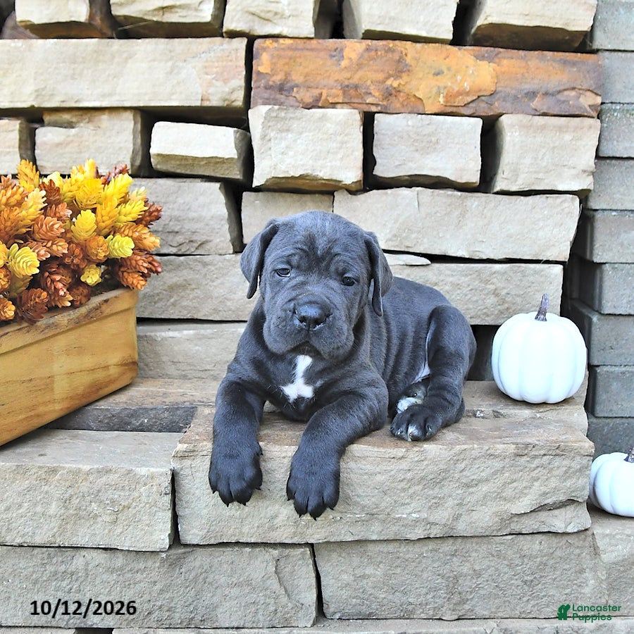 Cane Corso dogs Titan - Ad 1