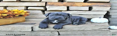 Titan