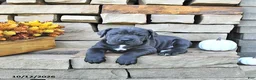 Cane Corso dogs for sale: Titan - Ad 1