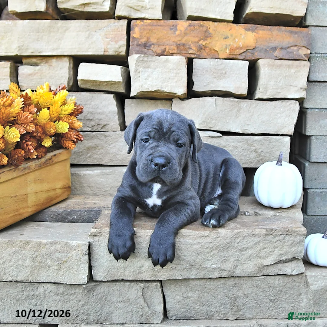 Cane Corso dogs for sale: Titan - Ad 1
