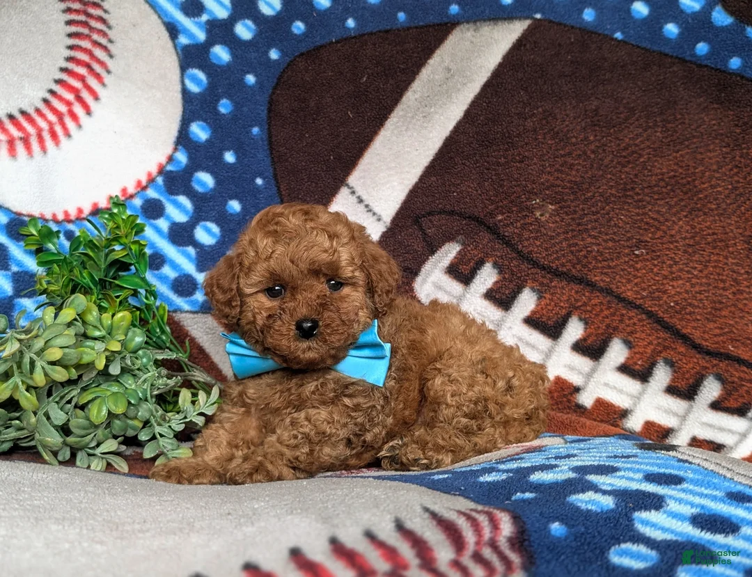 Toy Poodle dogs for sale: Lewis 9 lbs Full Grown - Ad 9