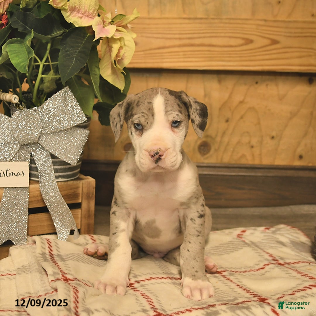 Great Dane dogs for sale: Archie  - Ad 2