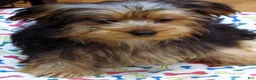 Yorkshire Terrier dogs for sale: Yorkie - Ad 8